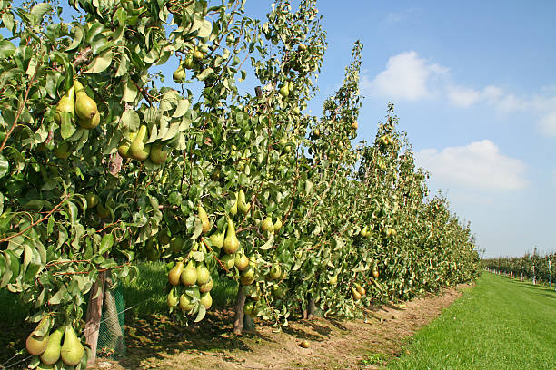 birnen-obstgarten # 3 - pear tree stock-fotos und bilder