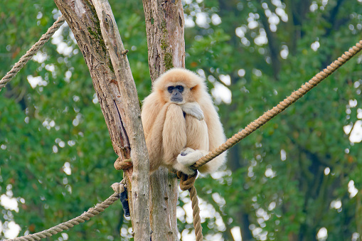 Public park with animals. Crowded place. Netherlands. White-handed gibbon on thick ropes close-up.