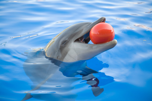 Close-up of a dolphin playing with a red ball.