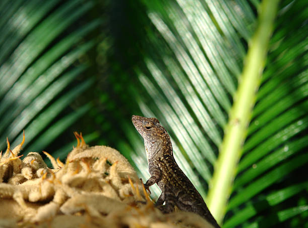 istock Geco Lizzard On Sago Palm 172386935