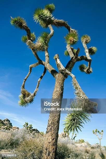 Parque Nacional Joshua Tree Foto de stock y más banco de imágenes de Aire libre - Aire libre, Belleza de la naturaleza, California