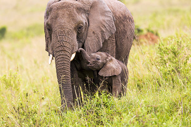 istock African Elephant and baby: Eating 172387248