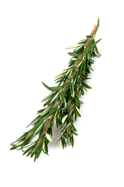 istock Rosemary Sprigs Isolated on White Background 172387314