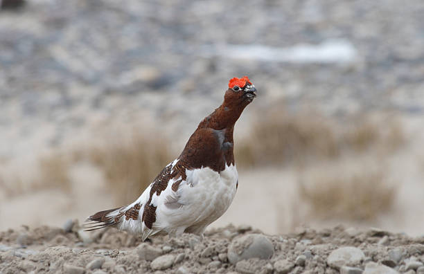 istock Willow ptarmigan. Screech cock. 172387341
