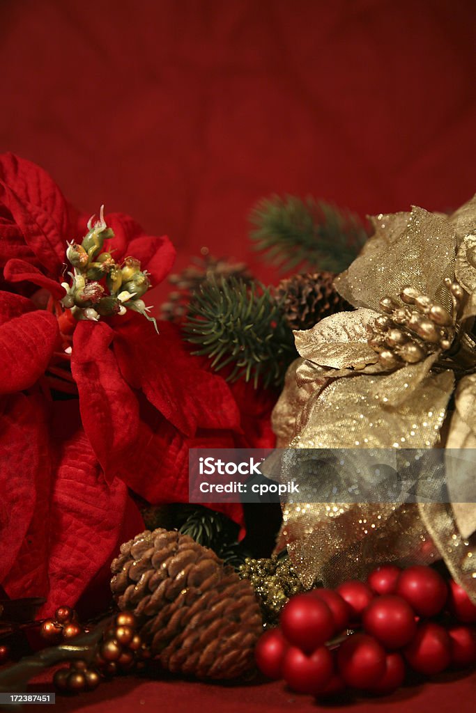 Poinsettias contre rouge - Photo de Baie - Partie d'une plante libre de droits