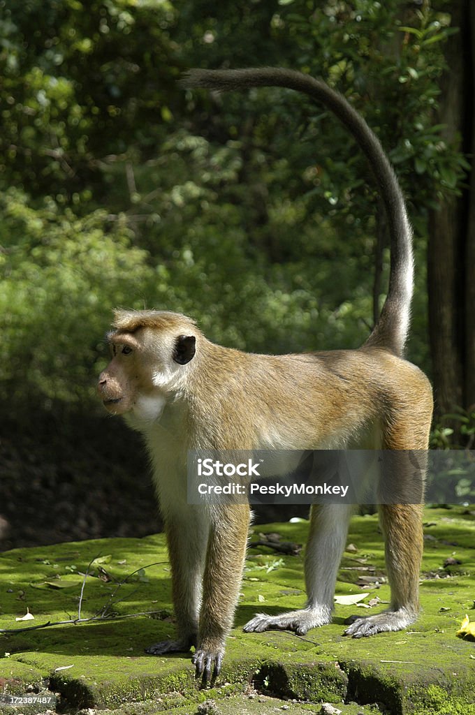 Pesky monos s'encuentra en Jungle de pared - Foto de stock de Mono - Primate libre de derechos