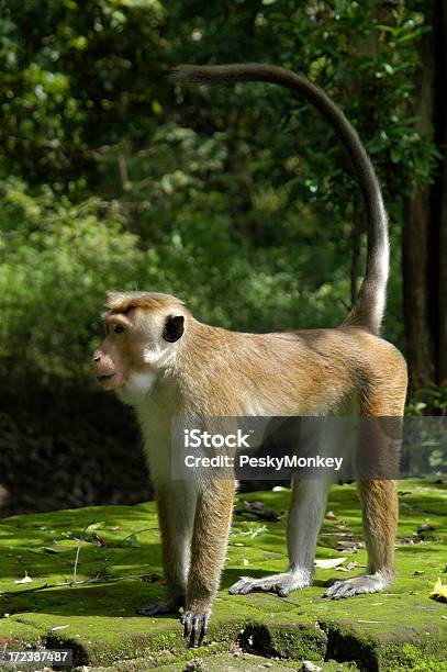 Pesky Monos Sencuentra En Jungle De Pared Foto de stock y más banco de imágenes de Mono - Primate - Mono - Primate, Cola - Parte del cuerpo animal, Estar de pie