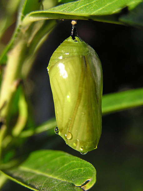Monarch butterfly pupa on green leaves stock photo