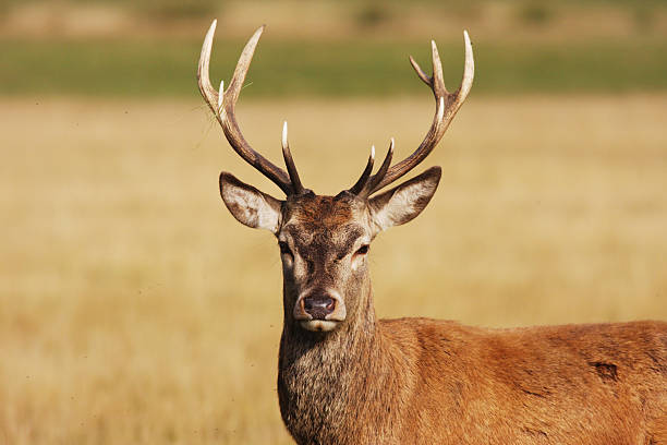 um hart red deer stag - richmond upon thames - fotografias e filmes do acervo