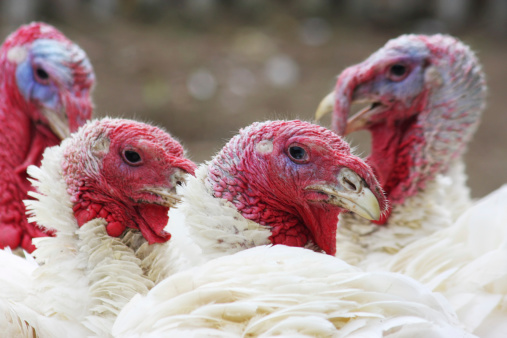 Close-up of a turkey on a farm