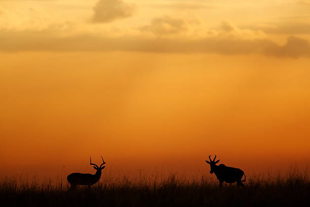 antílope al atardecer - masai mara national reserve masai mara topi antelope fotografías e imágenes de stock