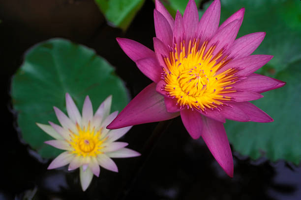 lotus rose nénuphar - chinese medicine vietnam lotus hinduism photos et images de collection