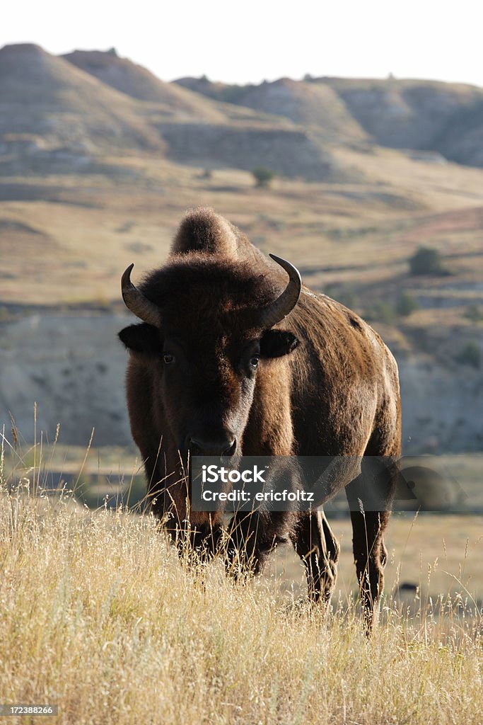 Home on the Range - Photo de Parc National Théodore Roosevelt libre de droits