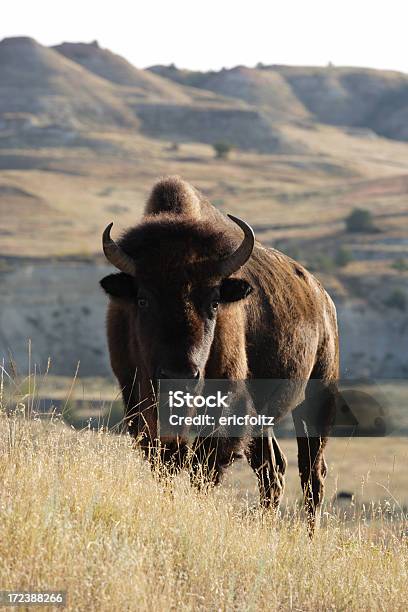 Photo libre de droit de Home On The Range banque d'images et plus d'images libres de droit de Parc National Théodore Roosevelt - Parc National Théodore Roosevelt, Dakota du Nord, Paysage