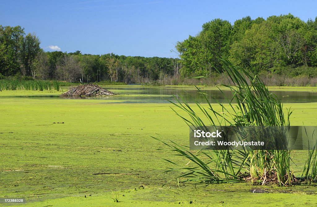 summertime beaver pond Beaver pond on summer day. Algae Stock Photo