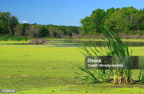 Summertime Beaver Pond Stock Photo - Download Image Now - Algae, Blue, Bog