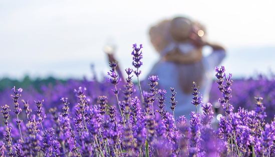 girl in lavender field. Selective focus. Nature