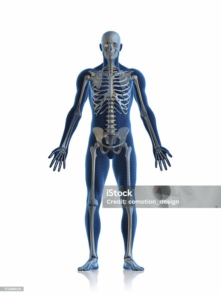 Skeleton man Blue man and his skeleton on white background. Human Skeleton Stock Photo