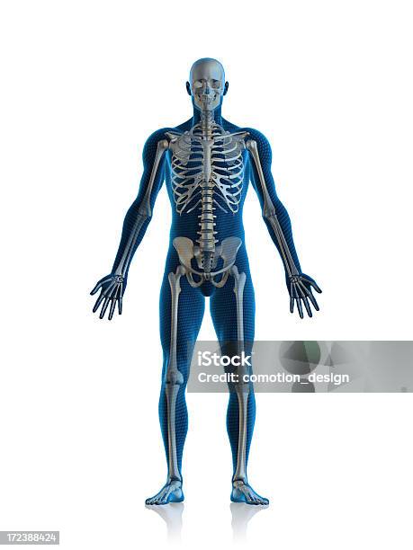 Skeleton Man Stock Photo - Download Image Now - Human Skeleton, The Human Body, Anatomy