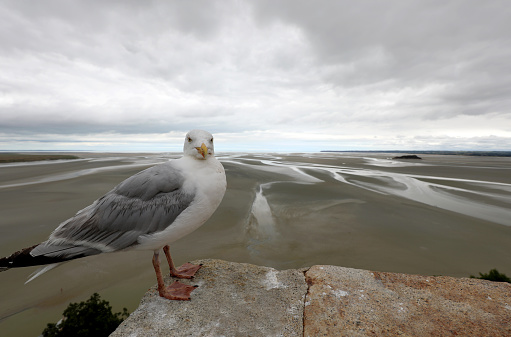 Seagull is standing on the rock with blue sky background.