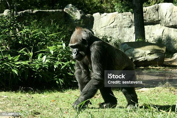 Silverback Gorilla Stock Photo - Download Image Now - Animal, Gorilla, Horizontal