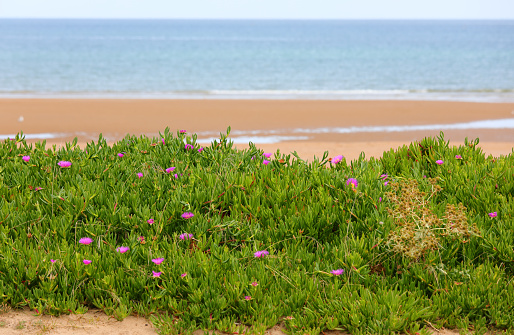 flower bush of plants growing on the shore of the beach and the sea in the background