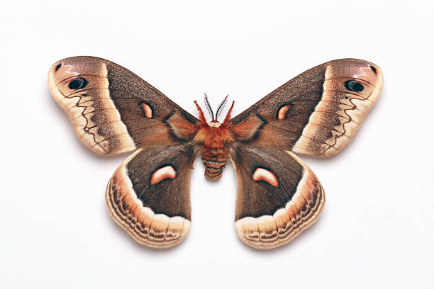 riesenseidenspinner schmetterling, isoliert auf weißem hintergrund - moth silk moth night lepidoptera stock-fotos und bilder