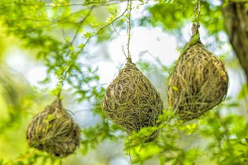 Close up of weaver bird (weaver finches) building nest in the park, selective focus.