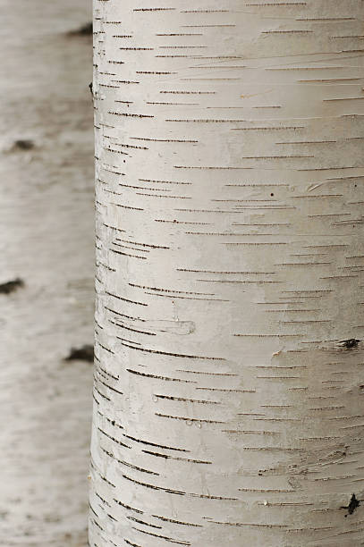 weißen birch 01 - birch tree tree downy birch white stock-fotos und bilder