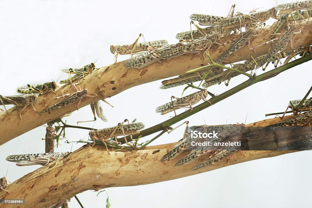 Grasshoppers - Lizenzfrei Insektenschwarm Stock-Foto