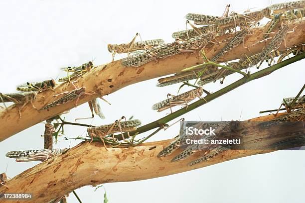 Grasshoppers Stockfoto und mehr Bilder von Insektenschwarm - Insektenschwarm, Wanderheuschrecke, Beschädigt