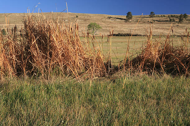 istock autumn ditchbank 172388994
