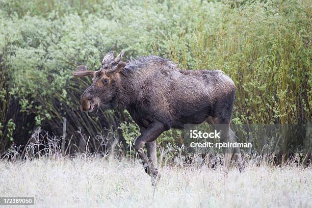 Łoś Byka - zdjęcia stockowe i więcej obrazów Byk - Zwierzę płci męskiej - Byk - Zwierzę płci męskiej, Dzikie zwierzęta, Fotografika