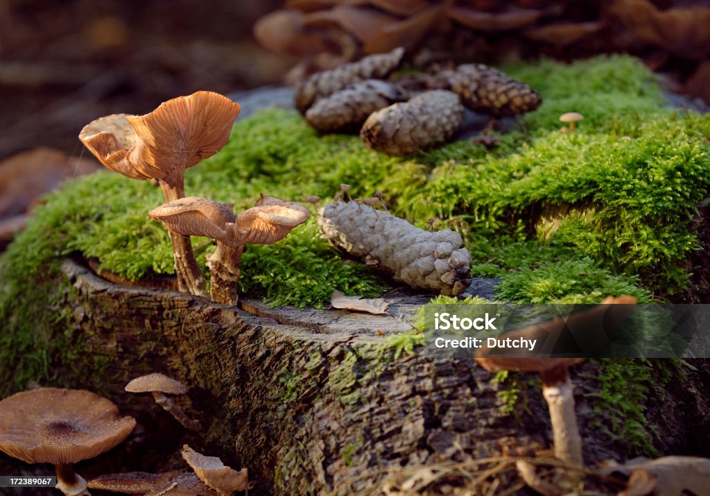 Champignons, pommes de pin et de mousse sur le sol. - Photo de Automne libre de droits