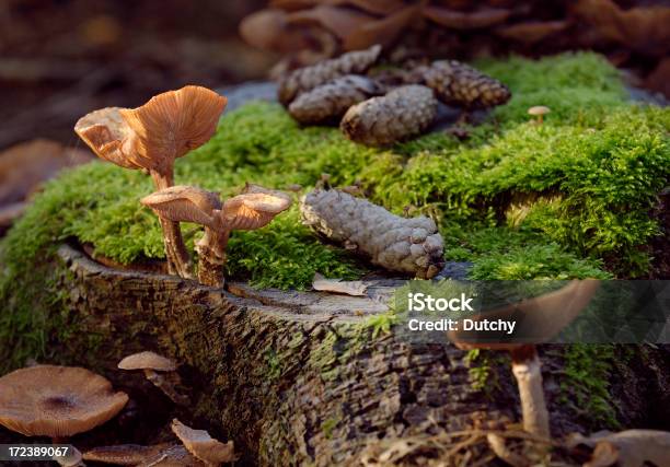 マッシュルーム松ぼっくりと Moss の森林階にあります - カラー画像のストックフォトや画像を多数ご用意 - カラー画像, キノコ, クローズアップ