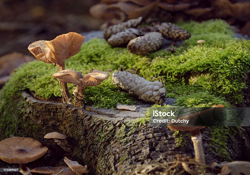 Cogumelos, pinheiros e musgos no chão da floresta. - Foto de stock de Beleza natural - Natureza royalty-free