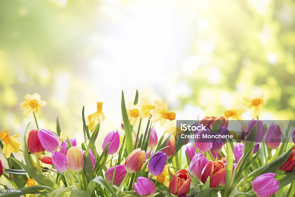 Colorful tulips  and daffodils on nature background Springtime Stock Photo
