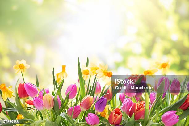 Colorful Tulips And Daffodils On Nature Background Stock Photo - Download Image Now