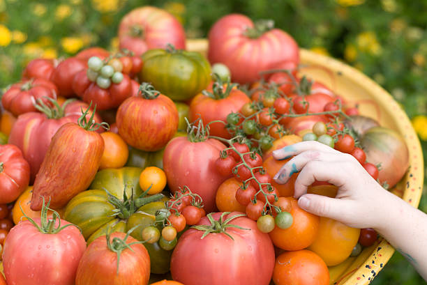 子供の手での部品採取エアルームトマトガーデン、地元のオーガニック食品を - heirloom tomato homegrown produce tomato organic ストックフォトと画像