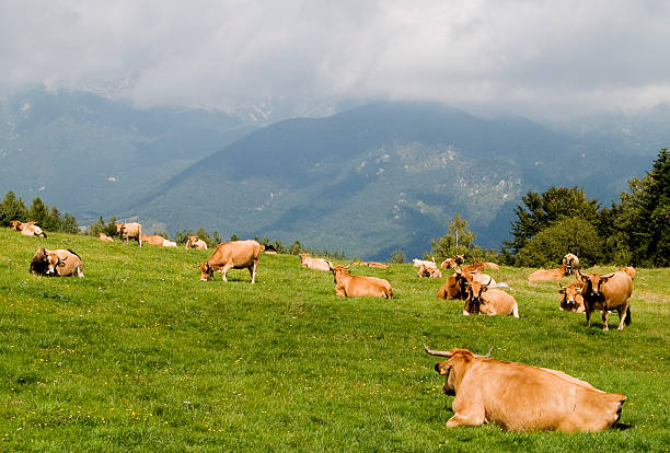 rebaño de vacas en españa - cencerro fotos fotografías e imágenes de stock