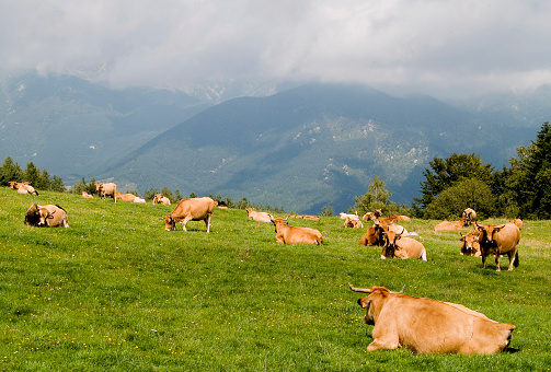 A herd of Spanish cows in a mountain pasture.