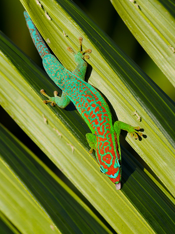 Blue-tailed ornate day Gecko, protected endemic species of Mauritius, on palm tree leaf, sticking out tongue