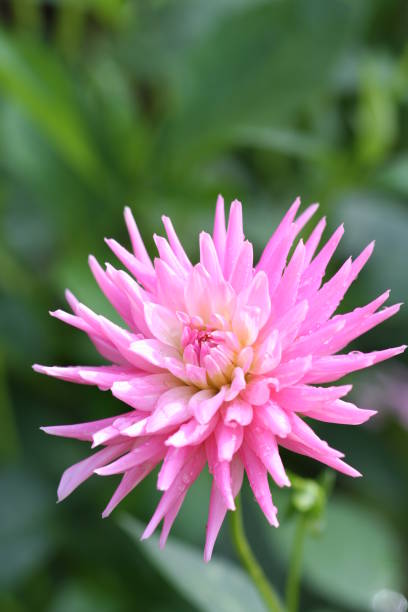 Pink Dahlia Flower Close-Up
