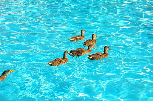 Six ducks swimming in a pool, one duck is trying to catch up.