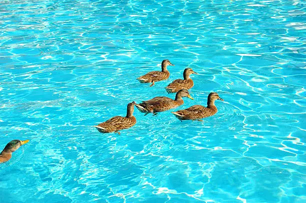 Photo of Ducks in a pool