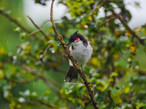 Pycnonotus jocosus bird wet and drenched, perched on tree branch during downpour