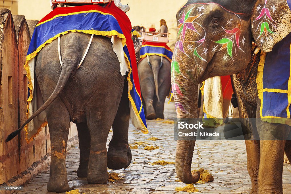 Éléphants en Inde - Photo de Amber Fort libre de droits