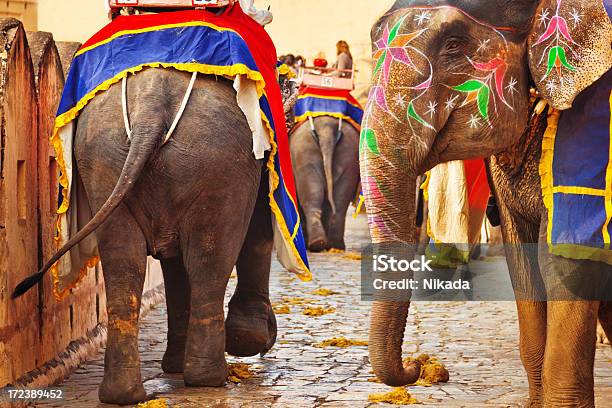 Photo libre de droit de Éléphants En Inde banque d'images et plus d'images libres de droit de Amber Fort - Amber Fort, Animaux au travail, Animaux domestiques