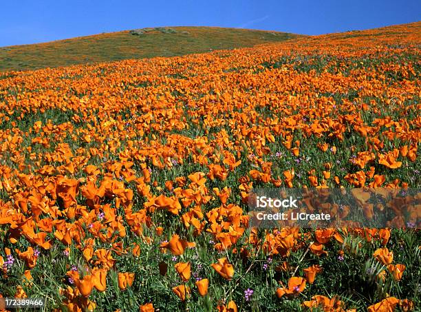 Campo Di Poppies - Fotografie stock e altre immagini di Allegro - Allegro, Amore, Arancione