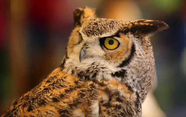 Eurasian eagle-owl also called Bubo Bubo species of owl resides in Eurasia with distinctive ear tufts in head and big yellow eyes